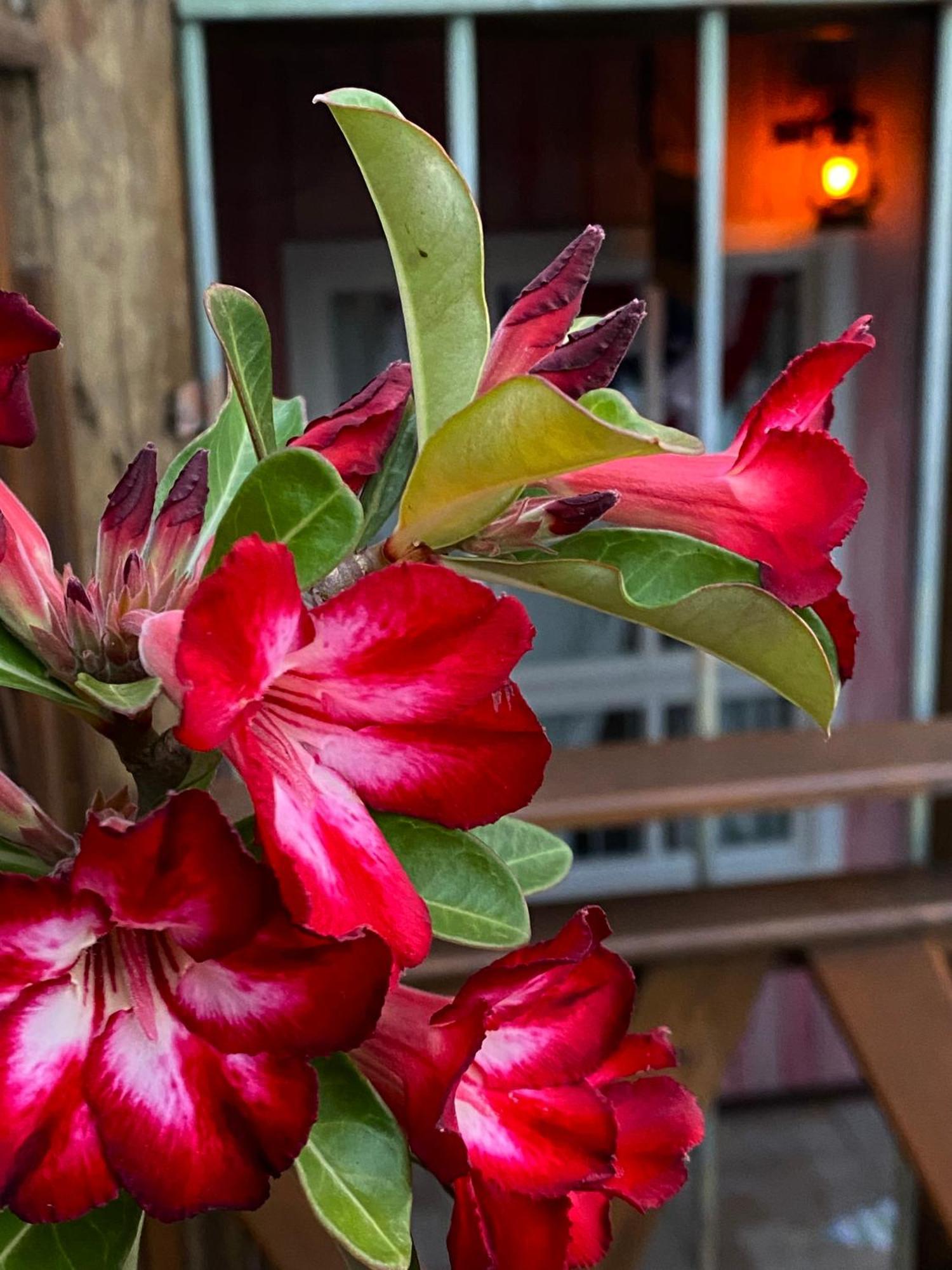 Pousada Vila Do Cowboy ペーニャ エクステリア 写真